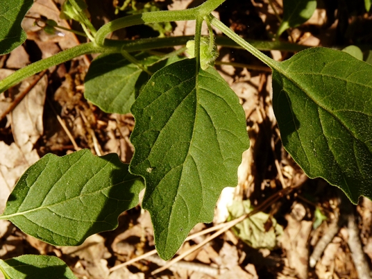 {Physalis virginiana}